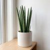 Sansevieria - Cylindrica