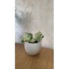 Epipremnum Happy Leaf