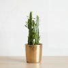 Euphorbia trigona
