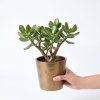 Tlustice - crassula ovata