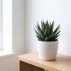 Aloe vera - Harworthia