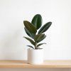 Ficus elastica ‘Robusta’ – kaučukovník