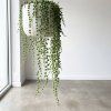 Senecio rowleyanus- starček