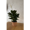 Lopatkovec – Spathiphyllum