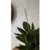 Lopatkovec – Spathiphyllum