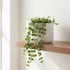 Dischidia nummularia – String of Coins
