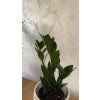 Zamioculcas zamiifolia