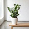 Zamioculcas zamiifolia
