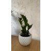 Zamioculcas zamiifolia