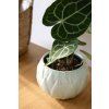 Anthurium clarinervium – sametové srdce