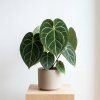 Anthurium clarinvervium