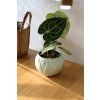 Anthurium clarinervium – sametové srdce
