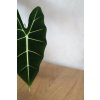 Alocasia frydek