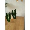 Alocasia frydek