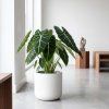 Alocasia - Frydek