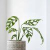 Monstera obliqua Peru