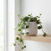 Peperomia hope