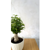 Ficus benjamina ‘Natasja’