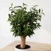 Ficus benjamina ‘Natasja’