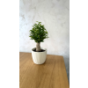 Ficus benjamina ‘Natasja’