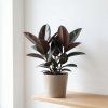 Ficus elastica ‘Abidjan’ – gumovník