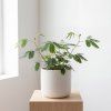 Mimosa pudica - citlivka