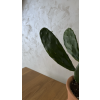 Opuntia