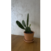 Opuntia