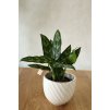 Aglaonema Maria