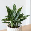 Aglaonema Maria