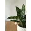 Aglaonema Maria