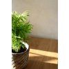 Chamaedorea elegans 🌿🌴 Nenáročná pokojová palma.
