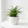 Chlorophytum comosum - Lemon - Zelenec