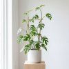 Monstera minima - Rhaphidophora tetrasperma