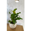Kala - Zantedeschia