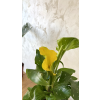 Kala - Zantedeschia