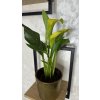 Kala (Zantedeschia)