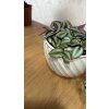 Tradescantia zebrina - voděnka