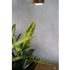 Kroton, Codiaeum Sunny Star – barevná hvězda vašeho interiéru