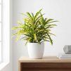 Codiaeum sunny star - Kroton