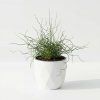 Sítina - Juncus spiralis