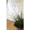 Sítina - Juncus spiralis