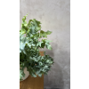 Phlebodium blue star