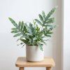 Phlebodium blue star