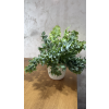 Phlebodium blue star