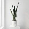 Sansevieria - Zeylanica