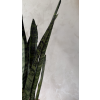 Sansevieria - Zeylanica