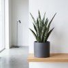 Sansevieria - Zeylanica