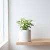 Syngonium pixie