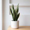 Sansevieria black gold